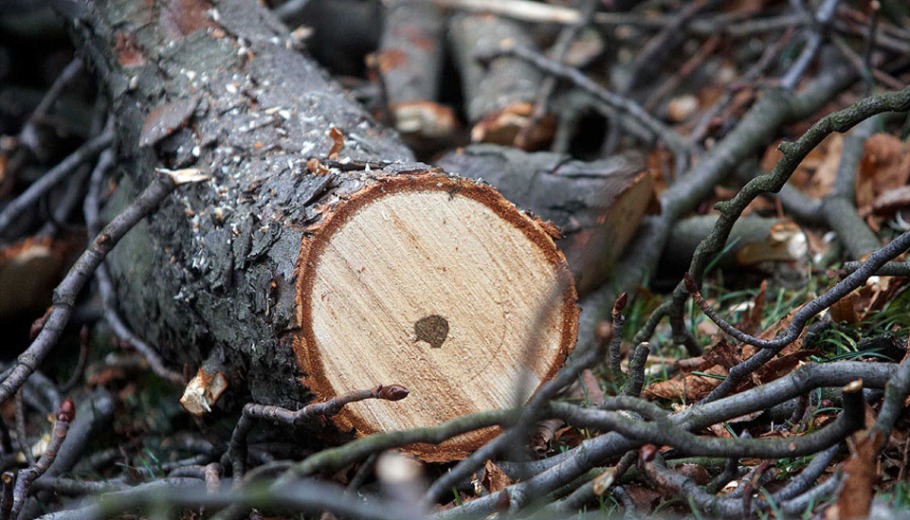 ÁGVÁGÓ KFT. TÁJÉKOZTATÓJA GALLYAZÁSI MUNKÁLATOKRÓL